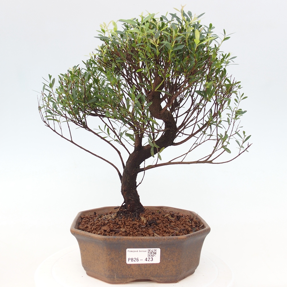 Szobai bonsai - Syzygium - Pimento