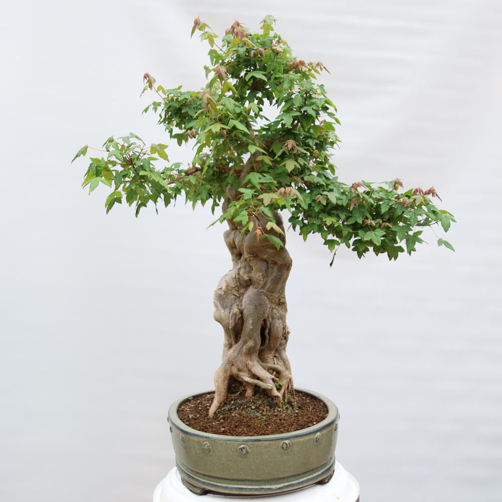 Kültéri bonsai - Juhar Burger - Acer Burgerianum