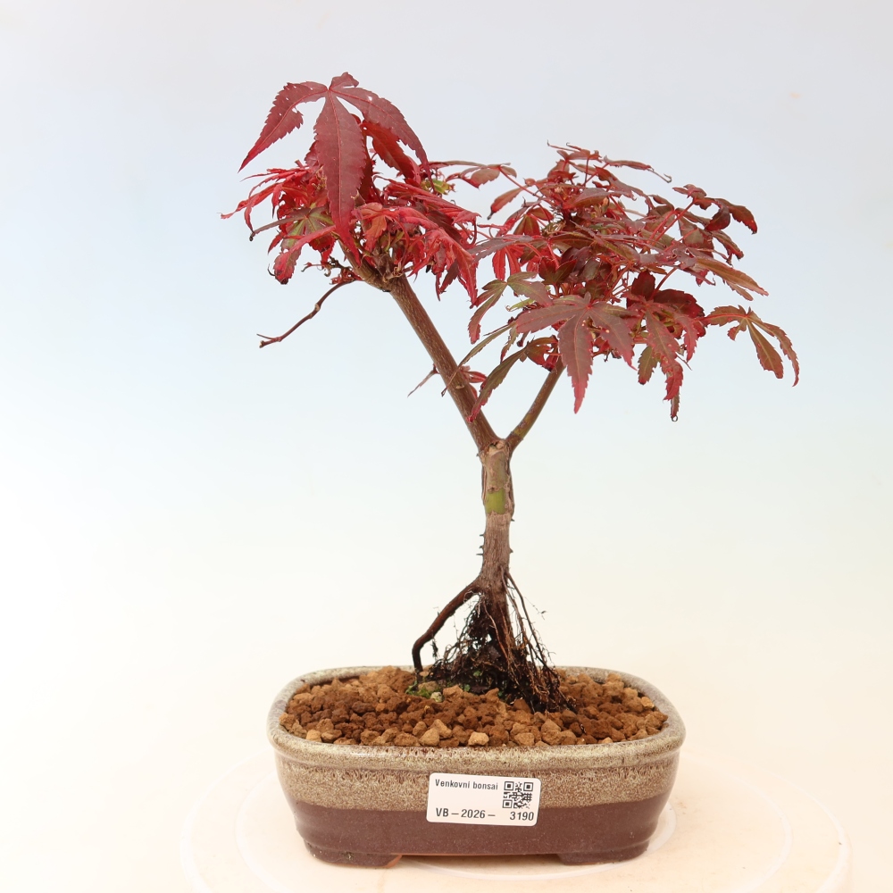 Kültéri bonsai – tenyérlevelű juhar – Acer palmatum Berry Broom 