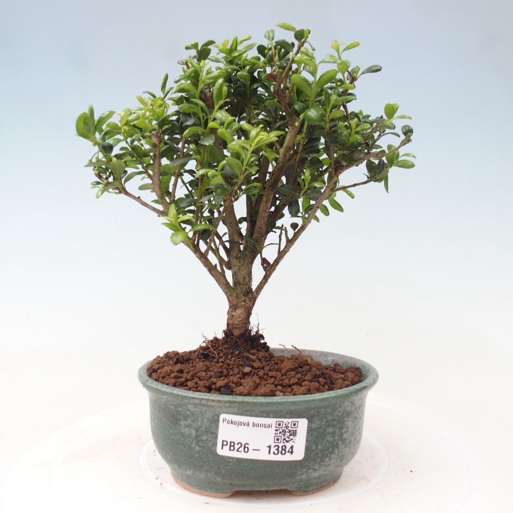 Szobai bonsai - Ilex crenata - Holly