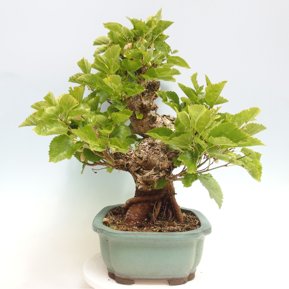 Kültéri bonsai -Morus alba - eperfa