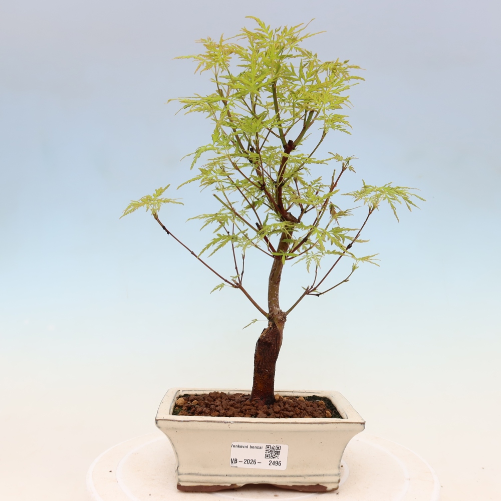 Kültéri bonsai - Acer palmatum Dissectum