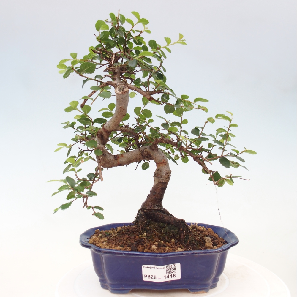 Szobai bonsai - Ulmus parvifolia - Kislevelű szilfa