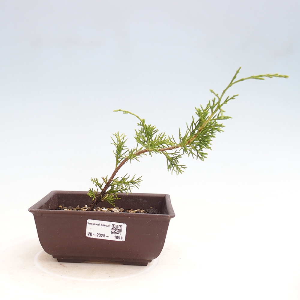 Kültéri bonsai - Juniperus chinensis Itoigawa