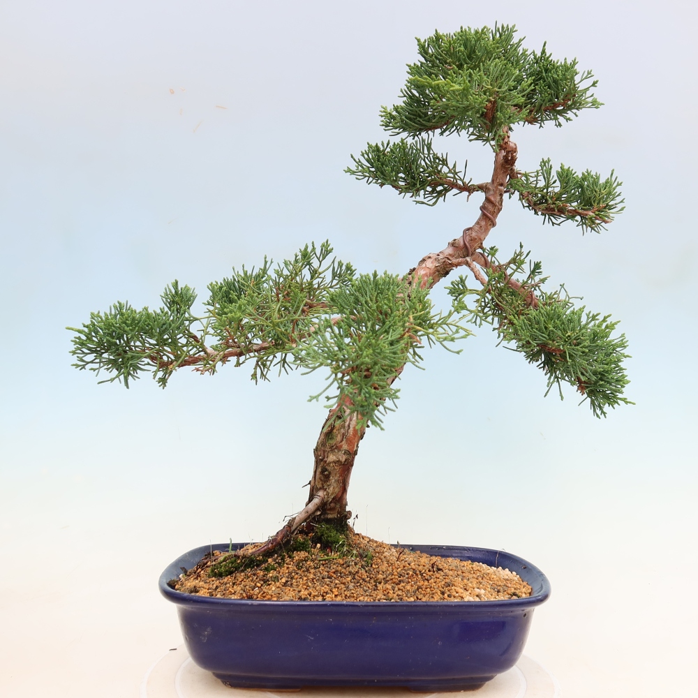Kültéri bonsai - Juniperus chinensis Kishu