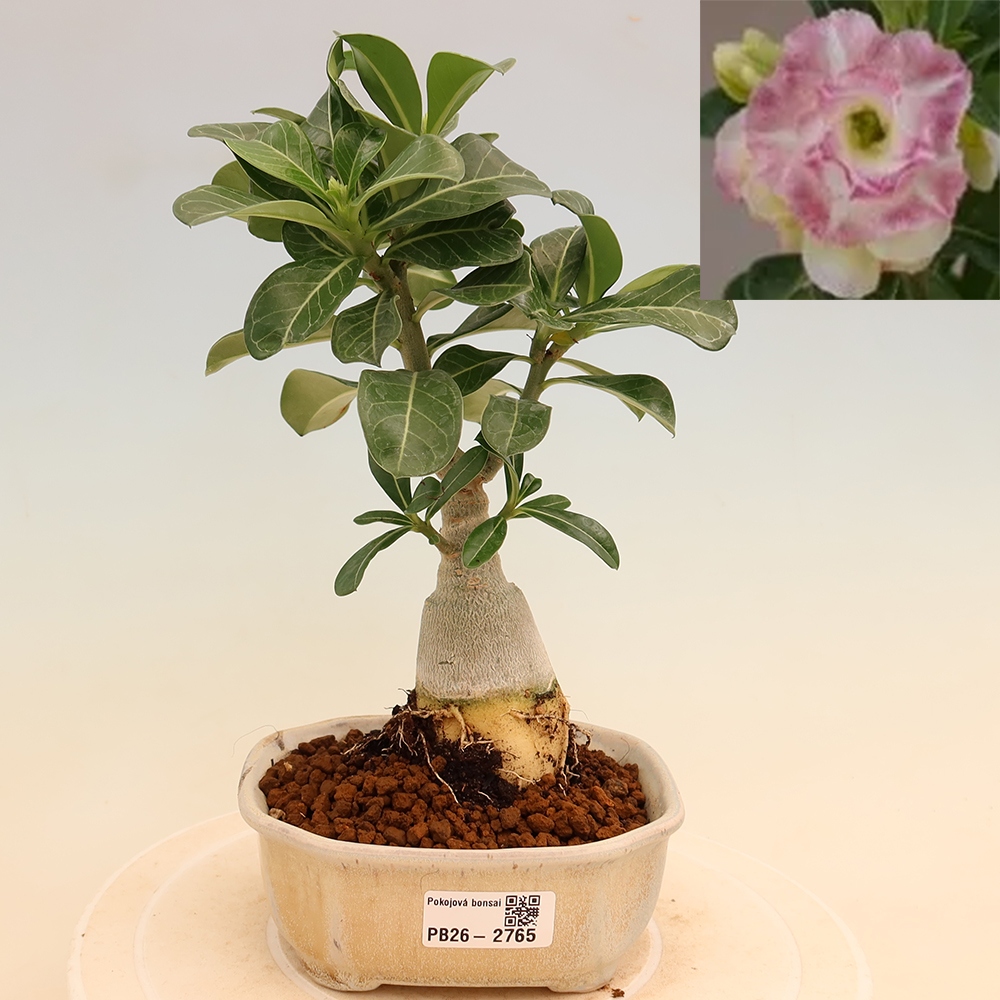 Szobabonsai – Adenium obesum, oltott V.F.S.412 – Sivatagi rózsa