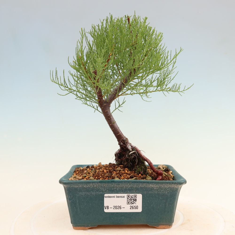 Kültéri bonsai - Tamariszkusz - Tamarix