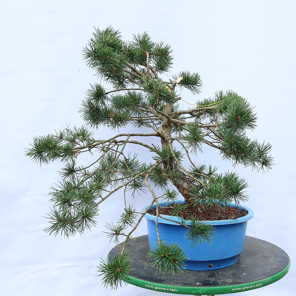 Pinus sylvestris Spanyolország – erdei fenyő