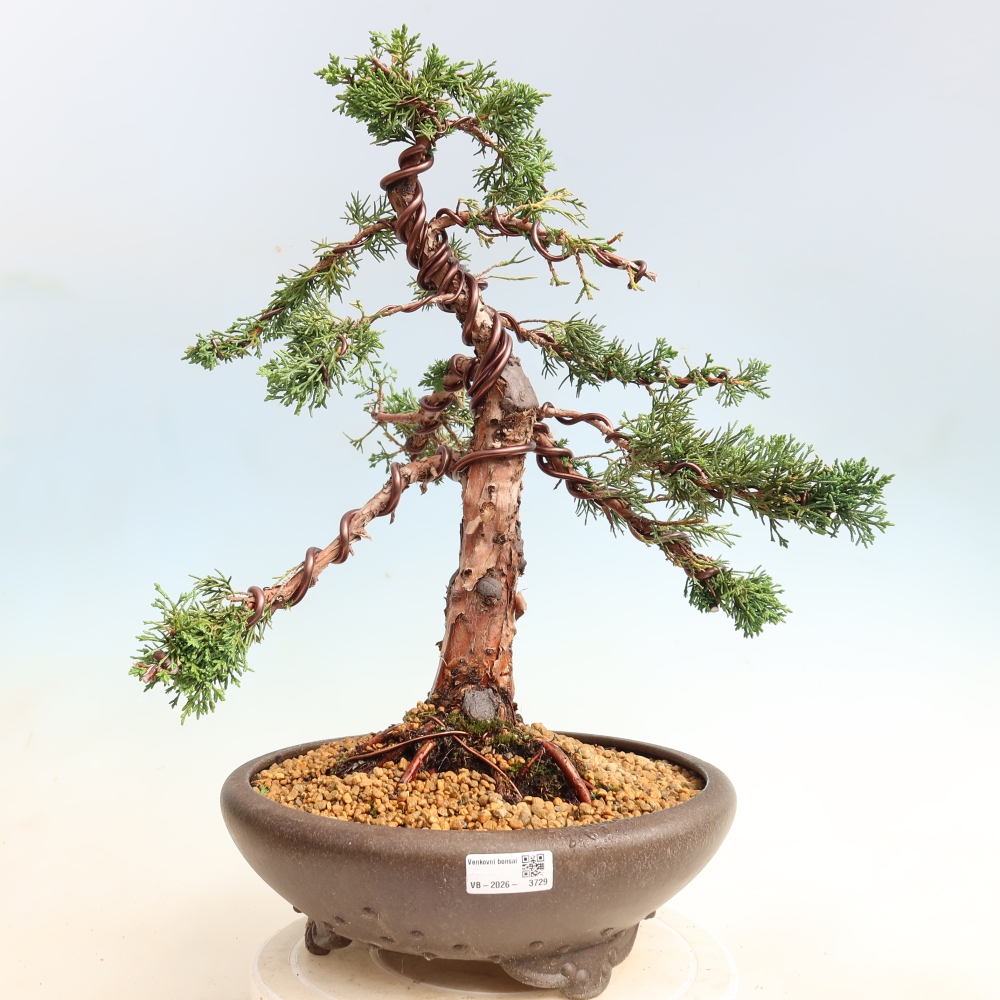 Kültéri bonsai - Juniperus chinensis Kishu