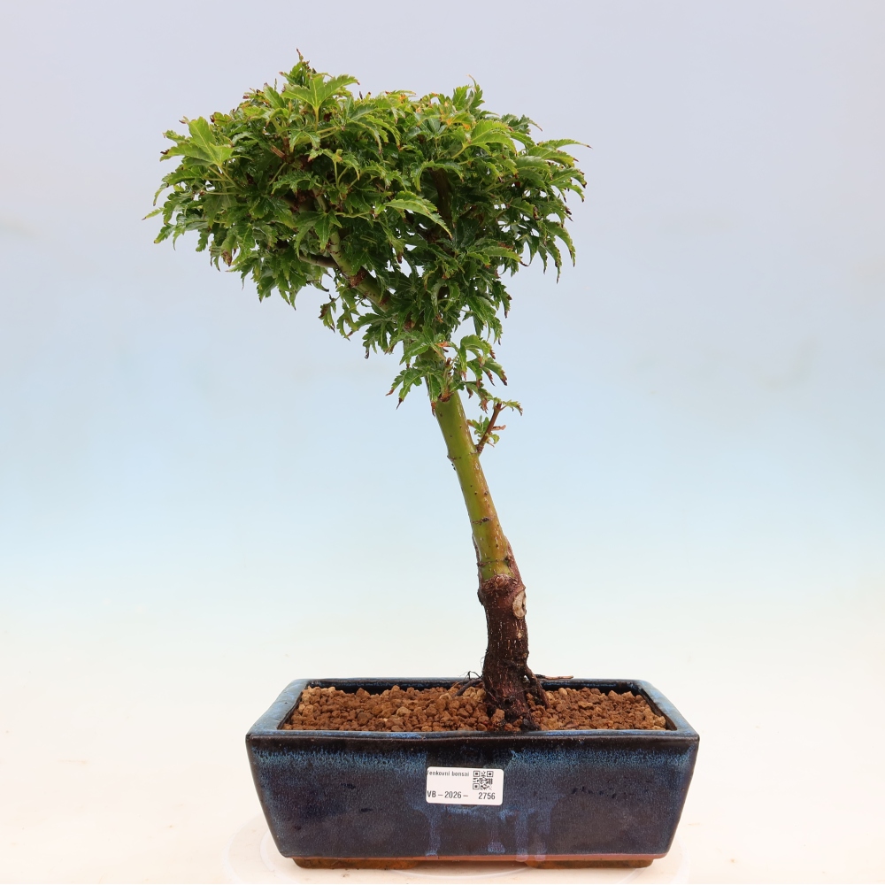 Kültéri bonsai -Javor pálma Acer palmatum Shishigashira