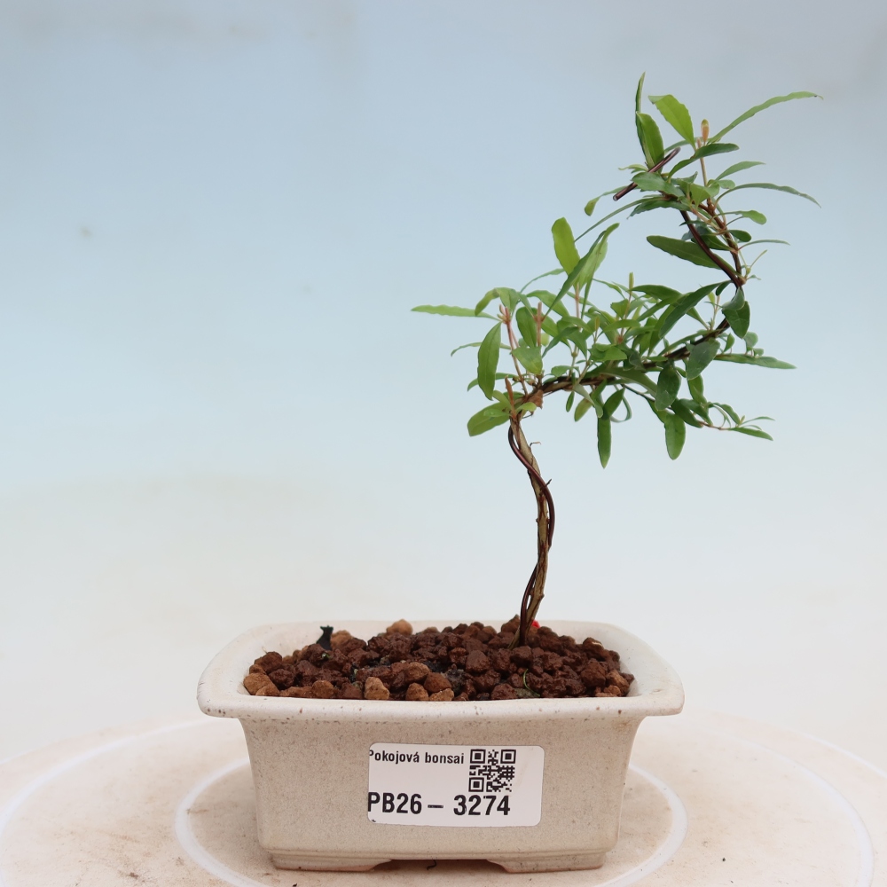 Szobai bonsai-PUNICA granatum nana-gránátalma