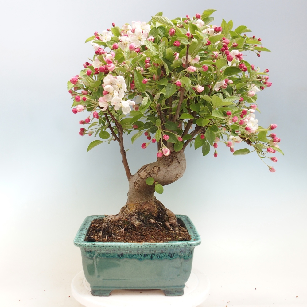 Kültéri bonsai -Malus halliana - Kis gyümölcsű almafa