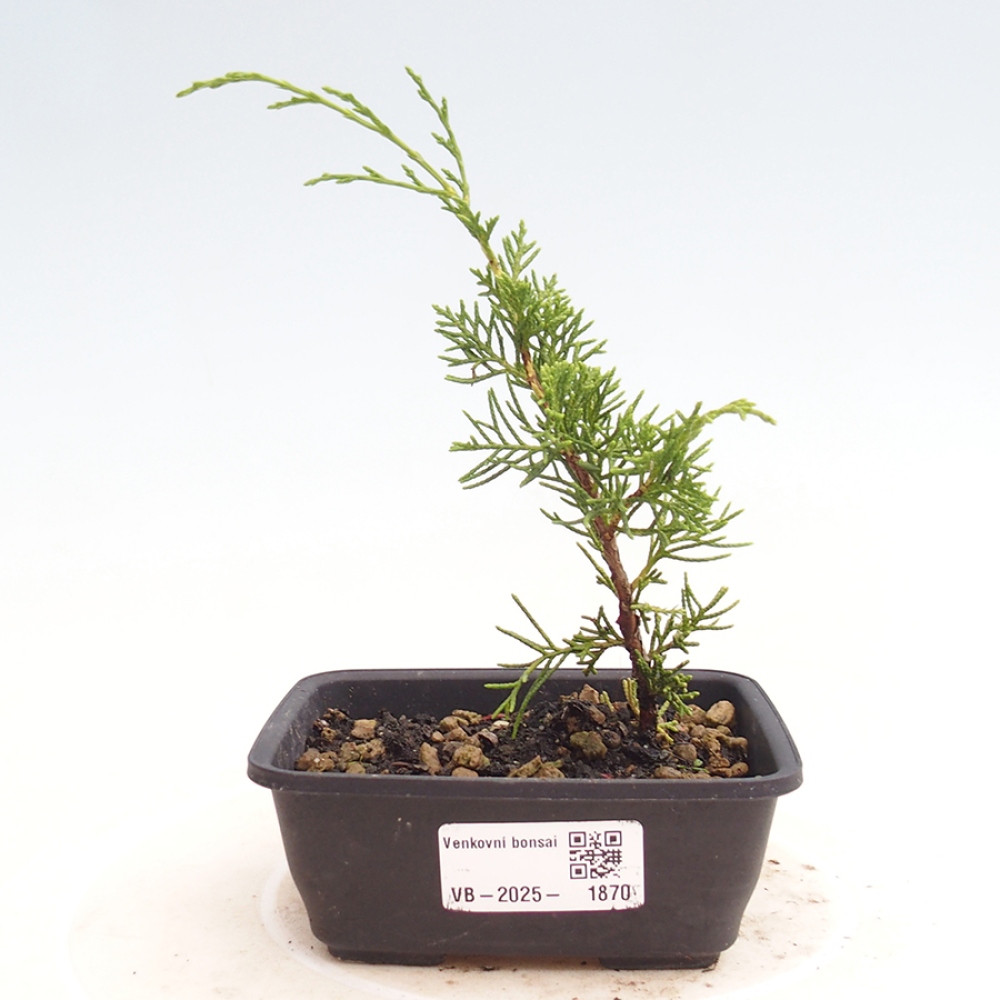 Kültéri bonsai - Juniperus chinensis Itoigawa