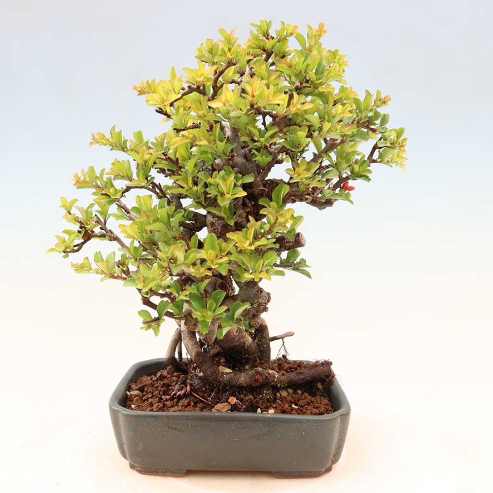 Kültéri bonsai - Chaneomeles speciosa Chojubai