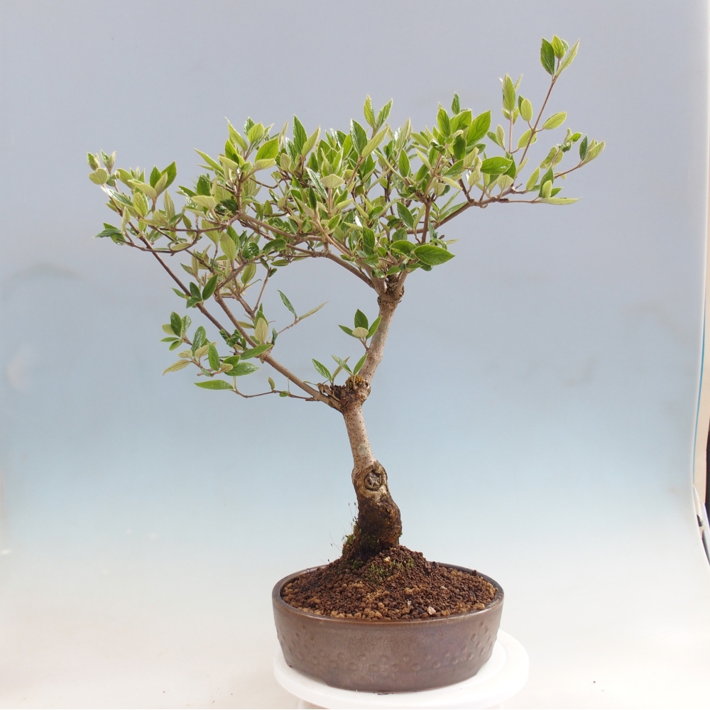 Kültéri bonsai-Kalina Bodnanská - Viburum carlesii hemsi