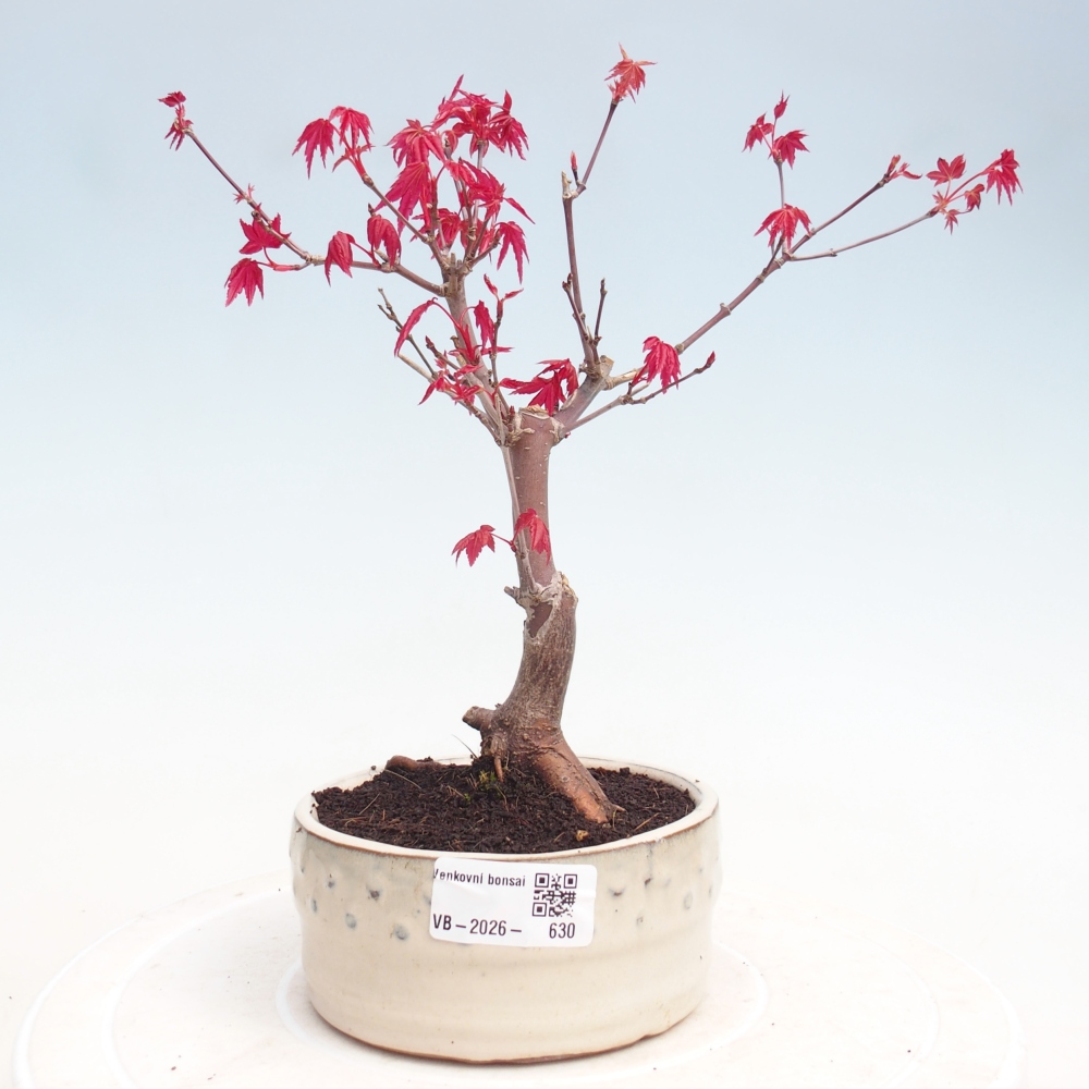 Kültéri bonsai - Acer palmatum DESHOJO