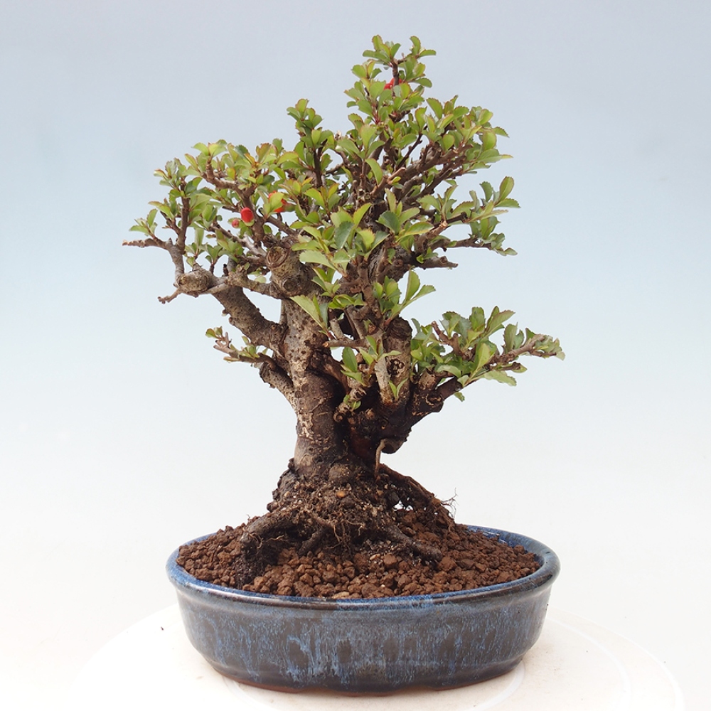 Kültéri bonsai - Chaneomeles speciosa - birs