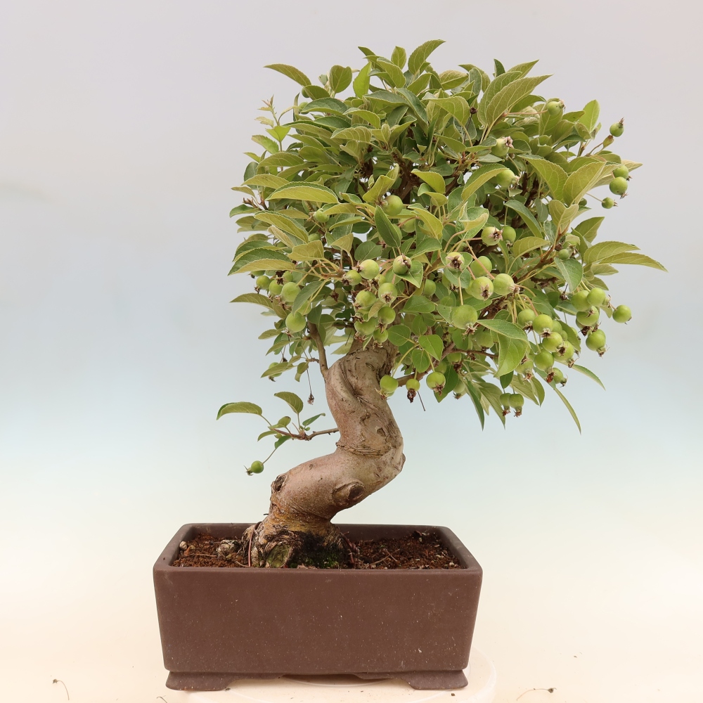 Kültéri bonsai -Malus halliana - Kis gyümölcsű almafa