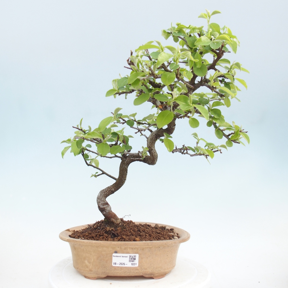 Kültéri bonsai - Chaneomeles chinensis
