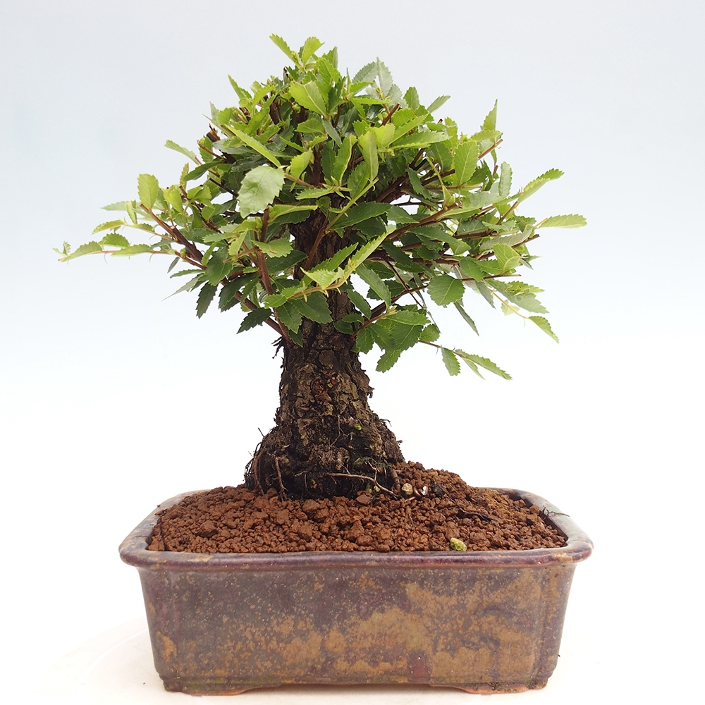 Kültéri bonsai - Zelkova - Zelkova NIRE