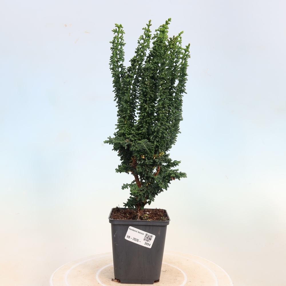 Kültéri bonsai - Cham. obtusa SEKKA HINOKI - Cifra ciprus