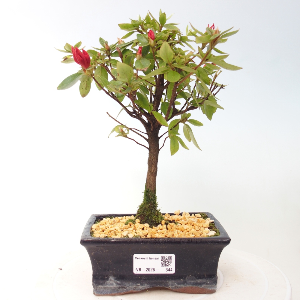 Kültéri bonsai - japán azálea - Azalea sp.