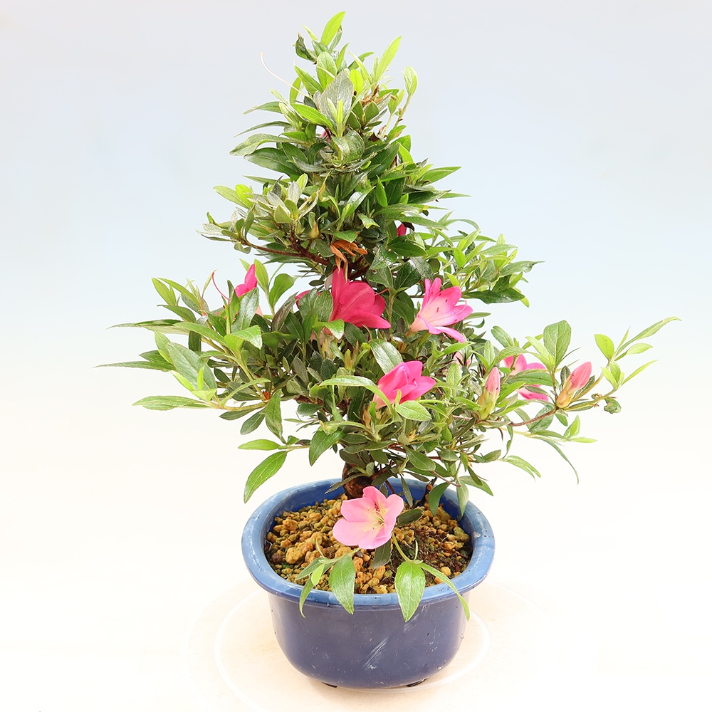 Kültéri bonsai - Japán azálea - Azalea Reiko