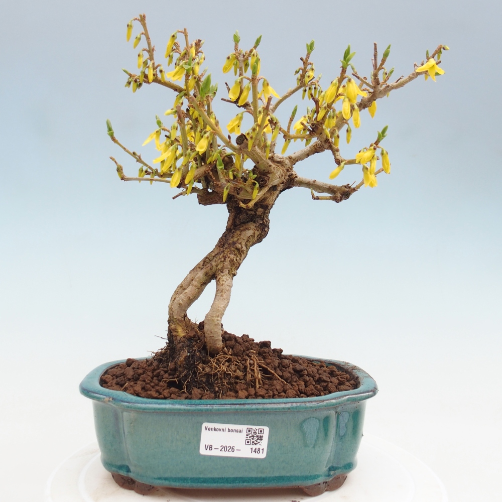 Kültéri bonsai - Zlatice - Forsythia koreana