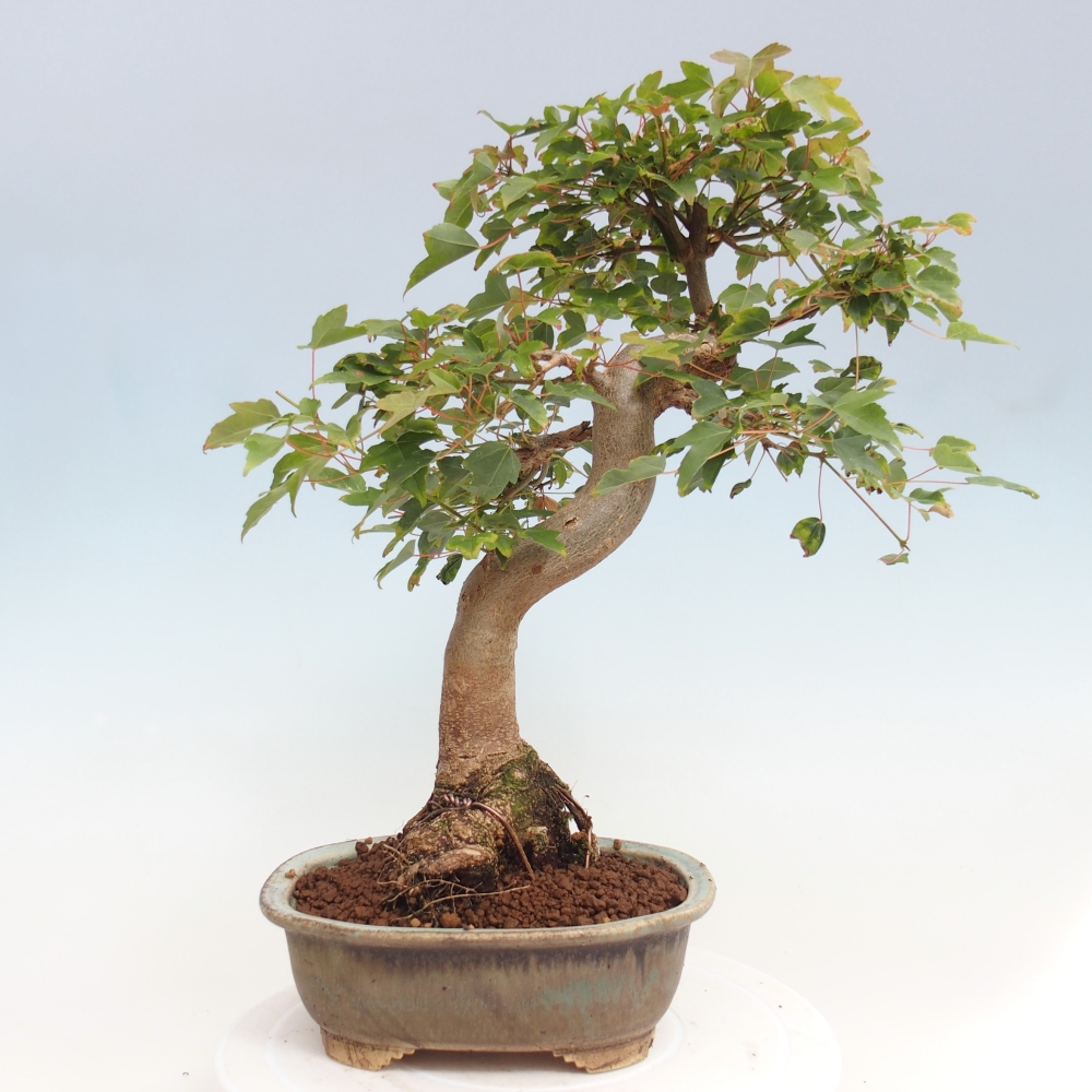 Kültéri bonsai - Acer Buergerianum - Burger juhar