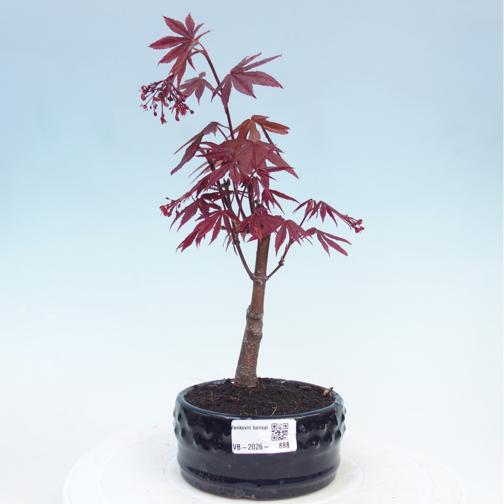 Kültéri bonsai - Acer pálma. Atropurpureum-Javor palmate
