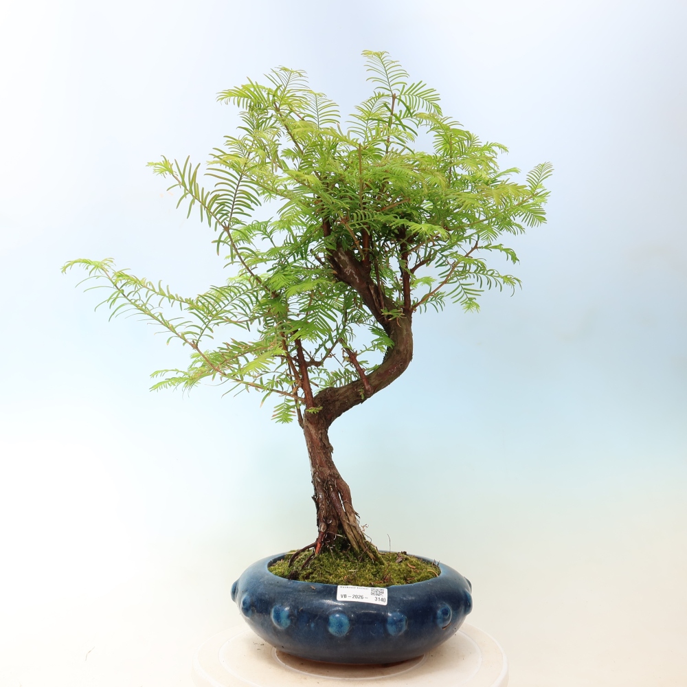 Kültéri bonsai - Metasequoia glyptostroboides - Kínai metasequoia