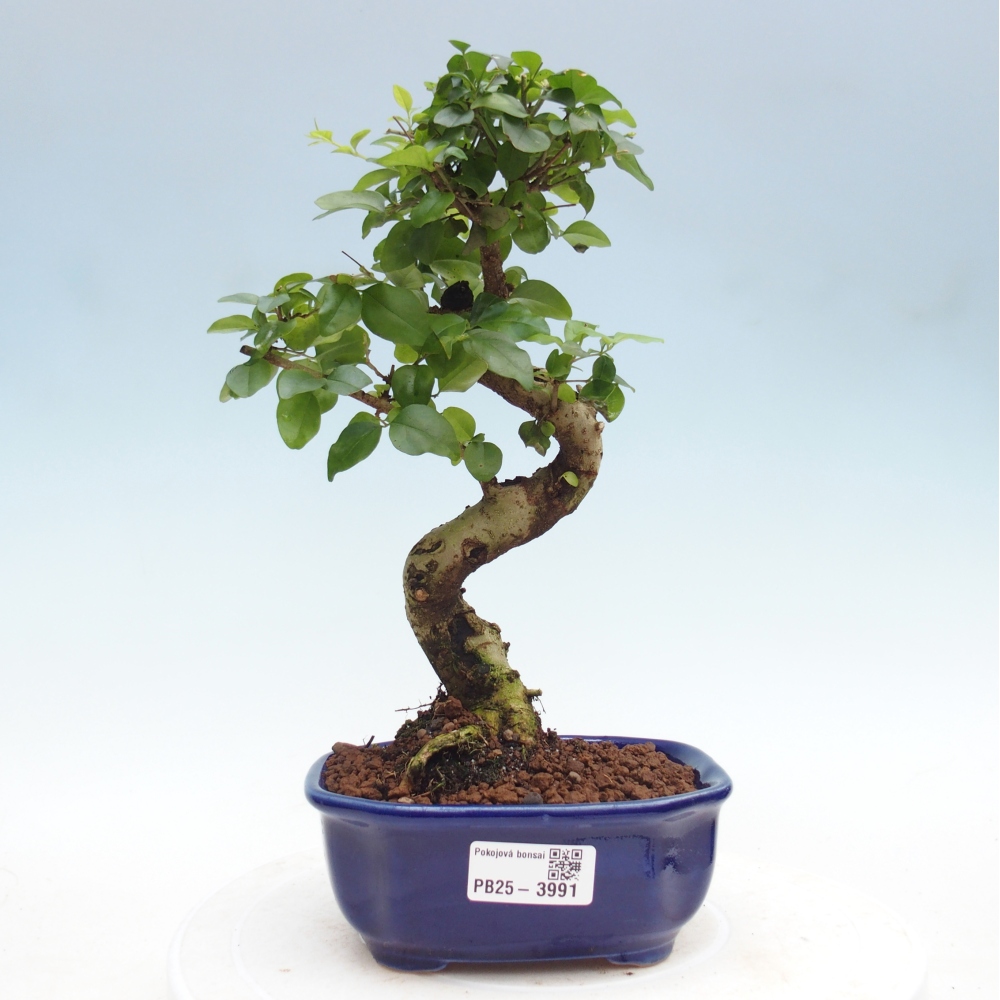 Szobai bonsai -Ligustrum chinensis - Madárcsőr