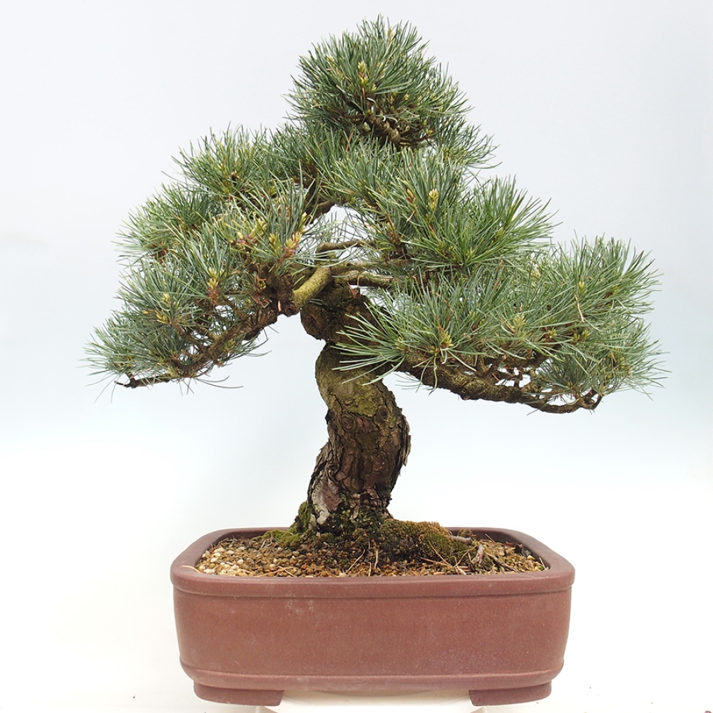 Kültéri bonsai - Pinus parviflora - Pinus parviflora