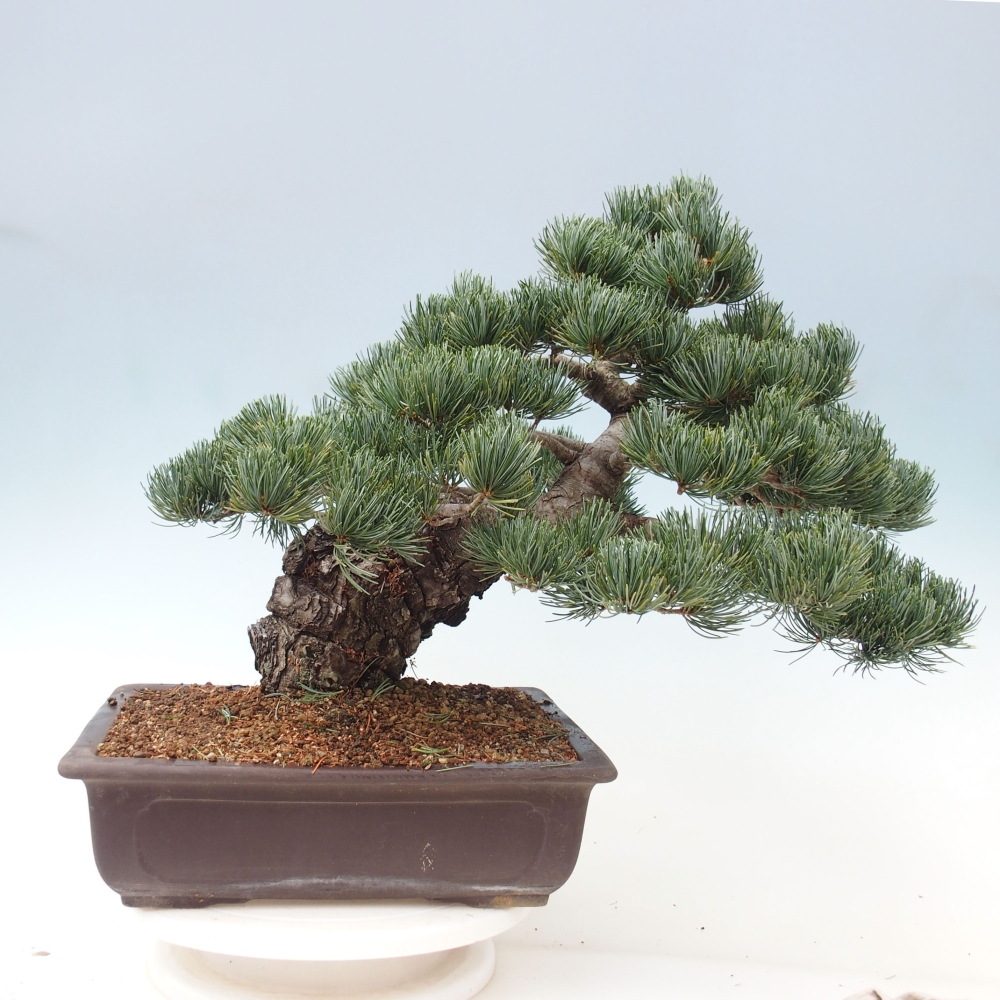 Kültéri bonsai - Pinus parviflora - Pinus parviflora