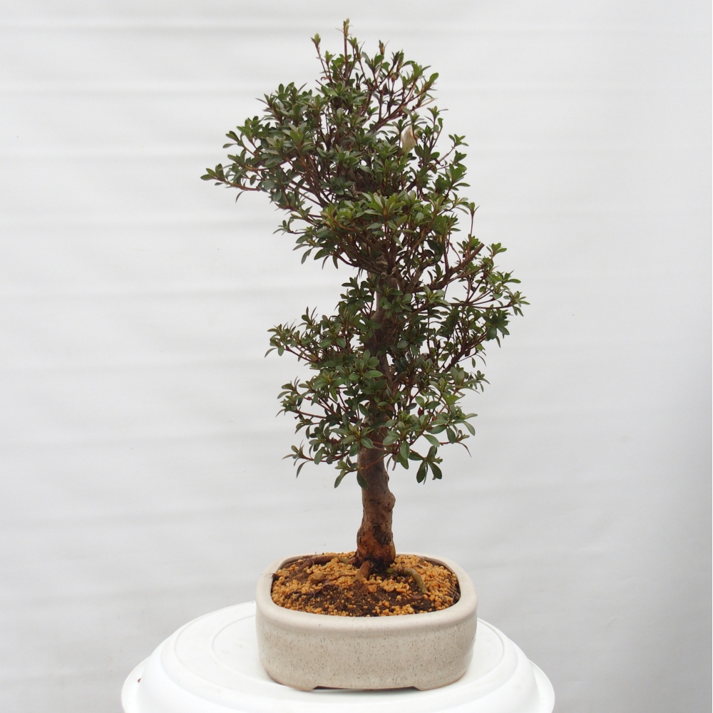 Kültéri bonsai - Japán azálea - Azalea Hanatsuzuri