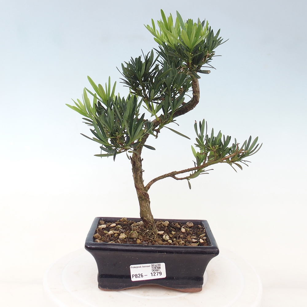Szobai bonsai - Podocarpus - Kőtiszafa