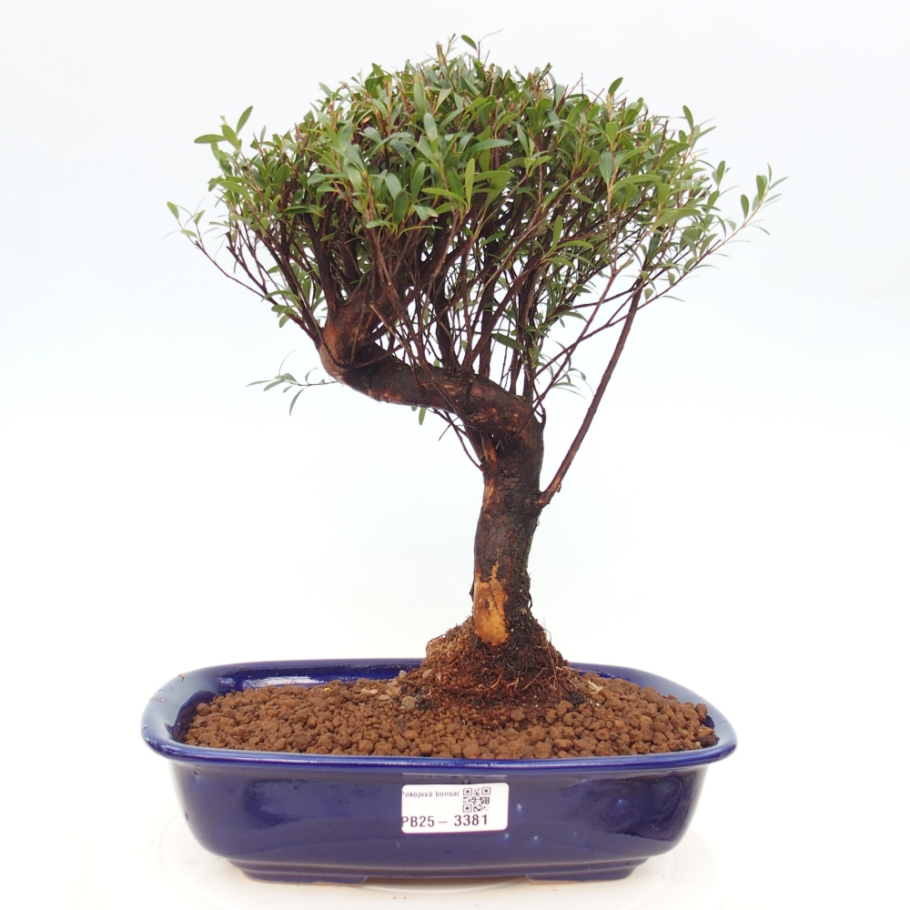 Szobai bonsai - Syzygium - Pimento