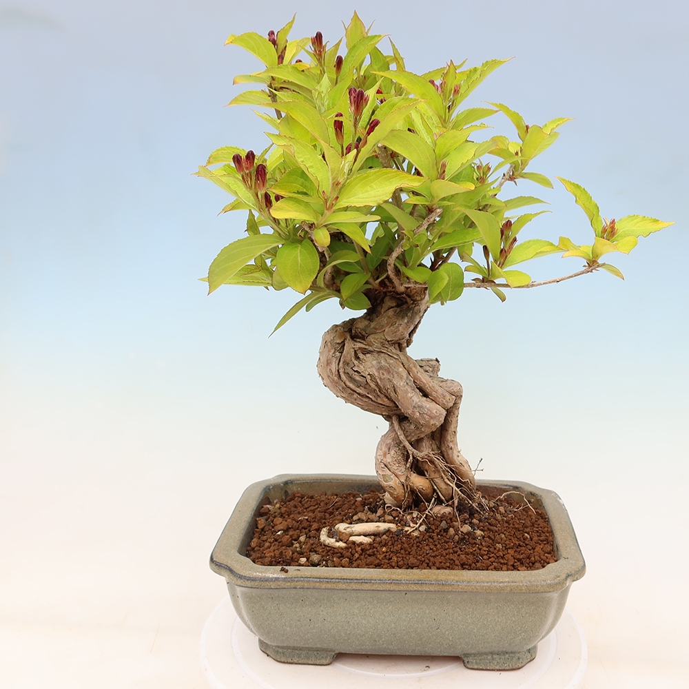 Kültéri bonsai – Weigela subsessilis – Koreai vajgélia