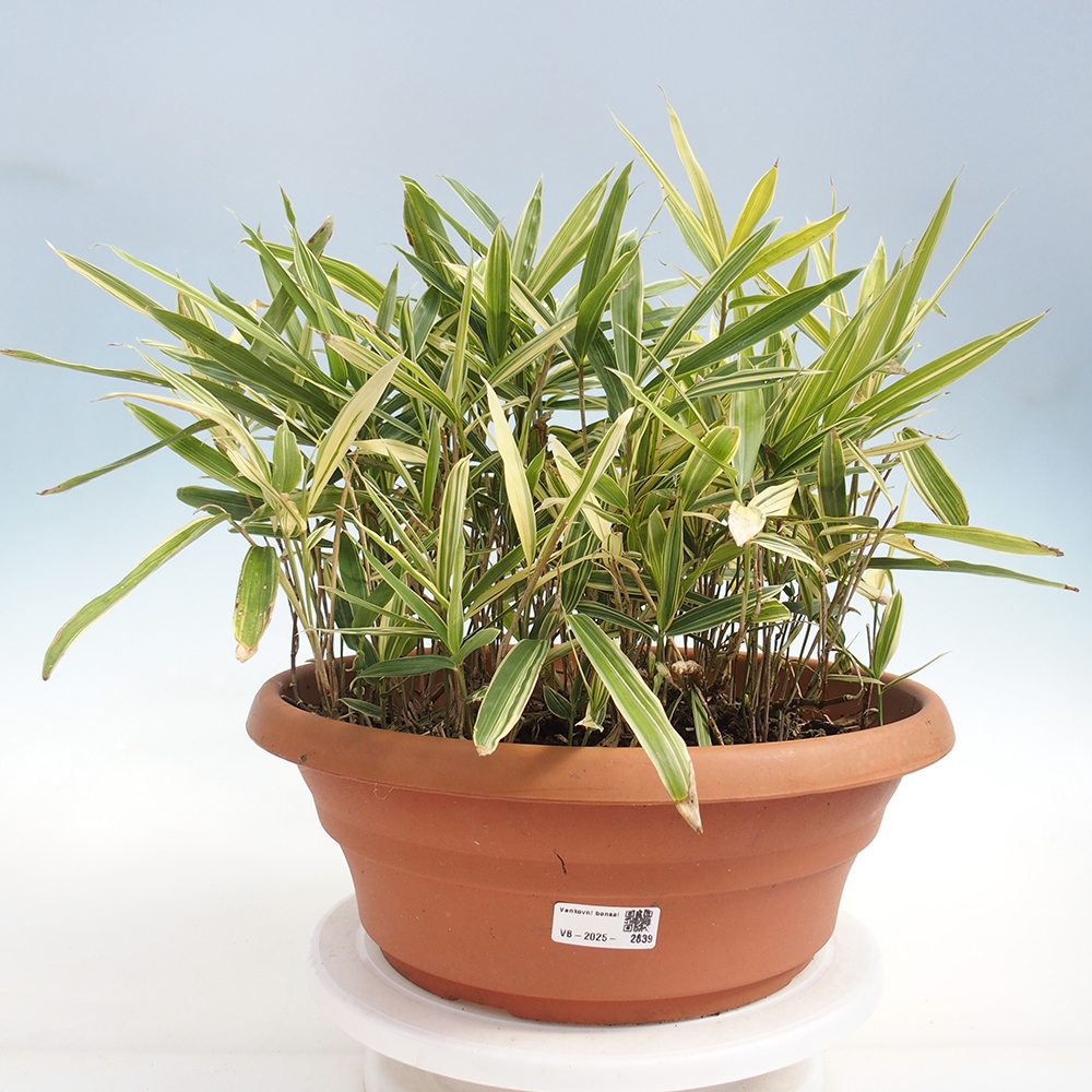 Kültéri bonsai - Sasaella masamuneana Albostriata - Bambusz