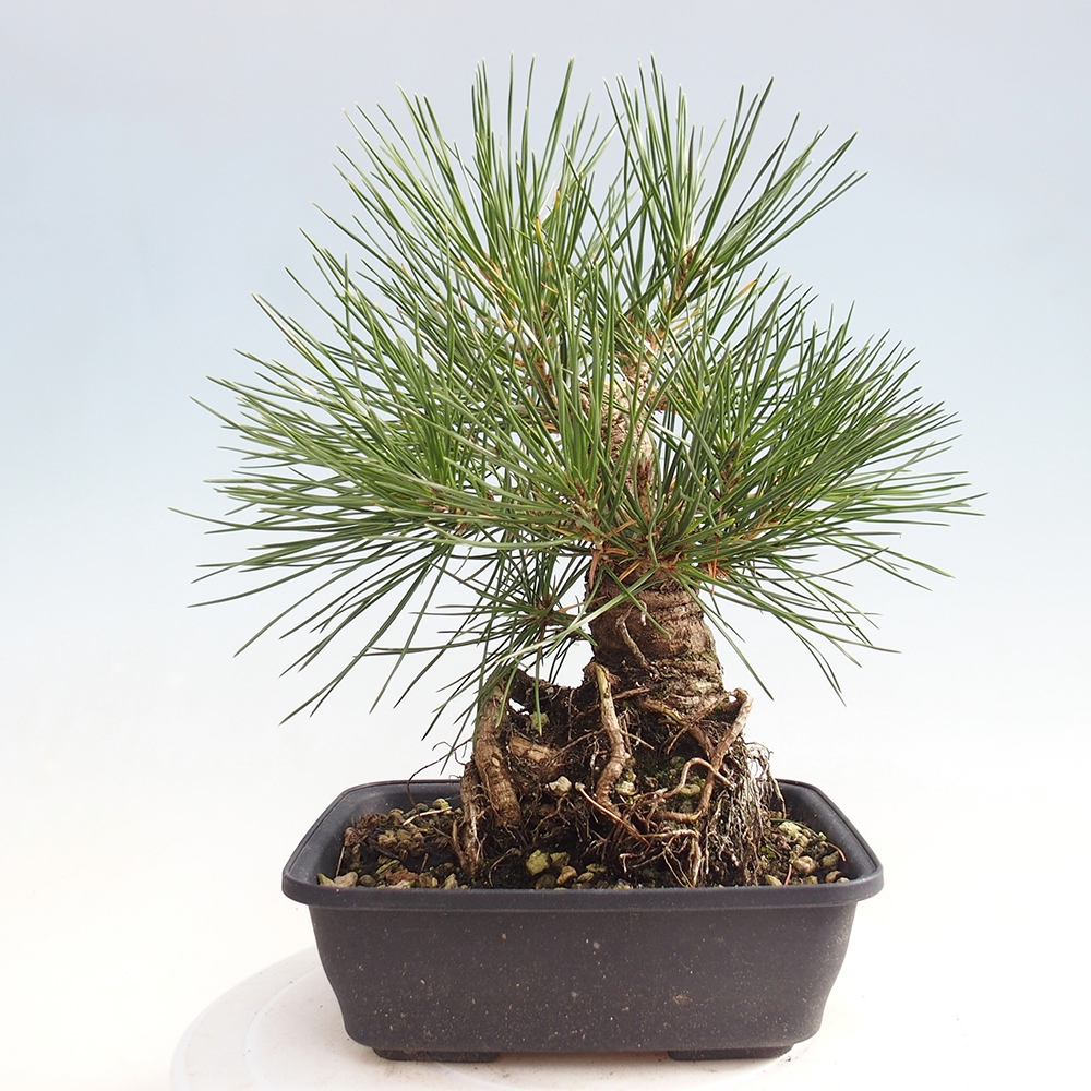 Kültéri bonsai - Pinus thunbergii - Thunberg fenyő