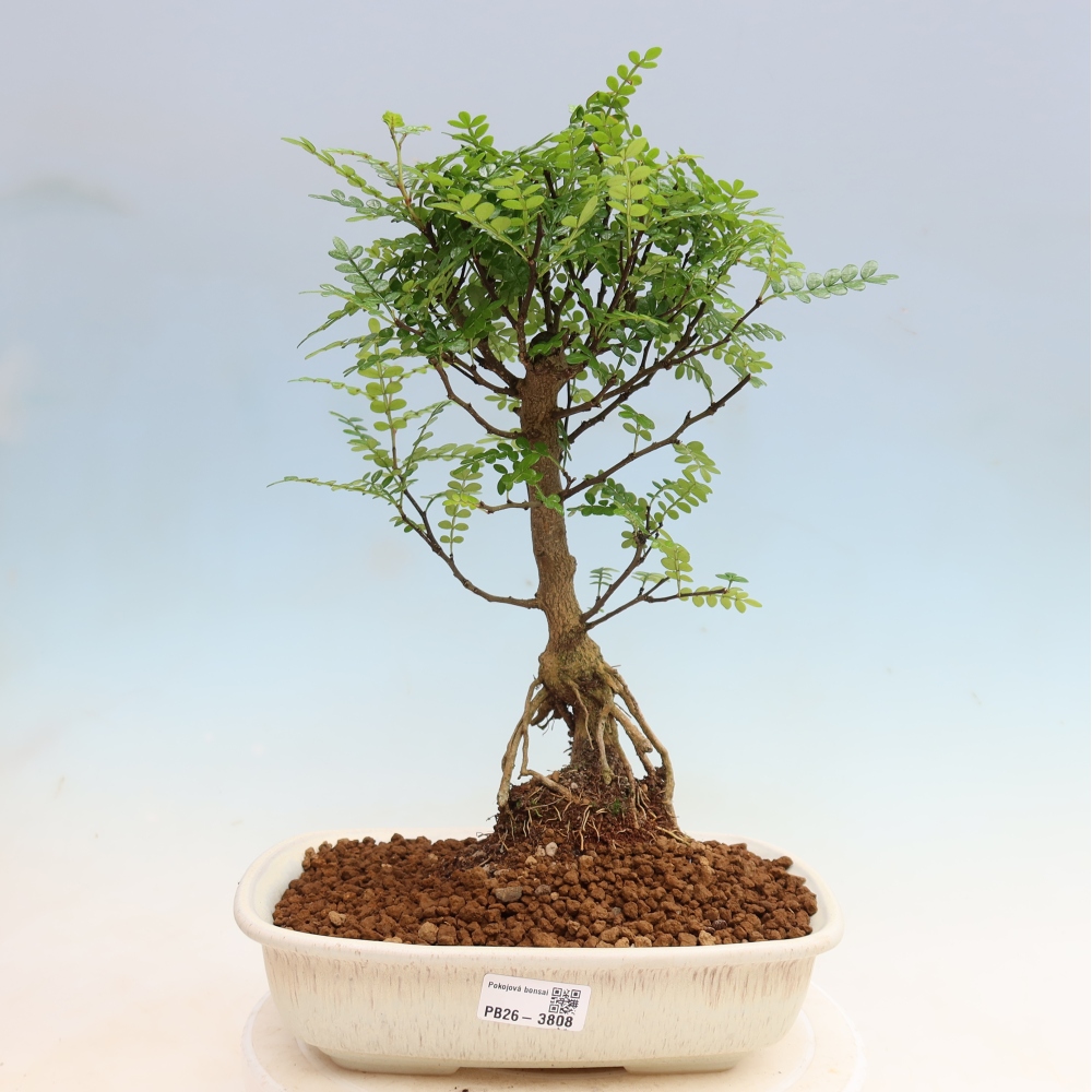 Szobai bonsai - Zantoxylum piperitum - borsfa