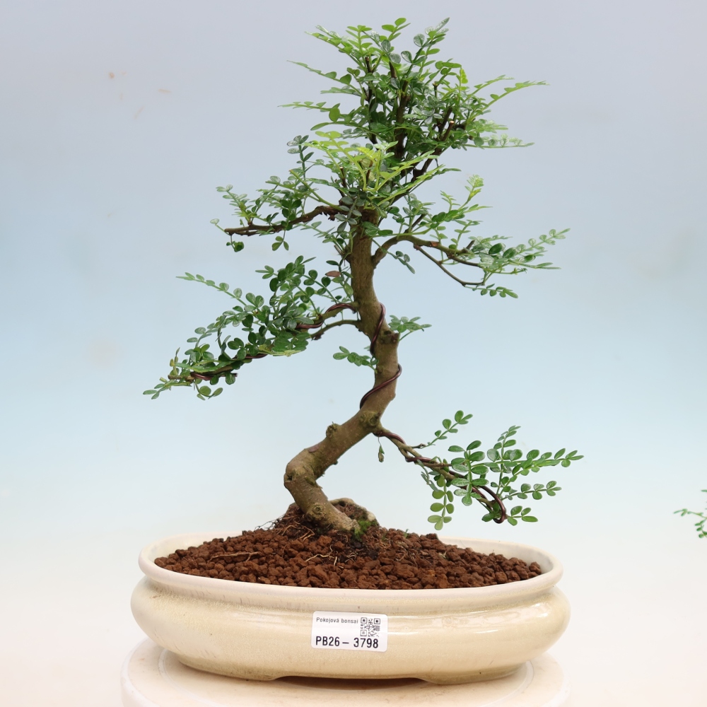 Szobai bonsai - Zantoxylum piperitum - borsfa