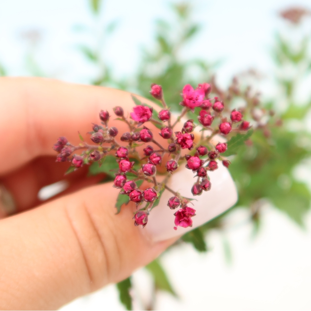Kültéri bonsai – japán spirea – Spirea japonica Anthony Waterer