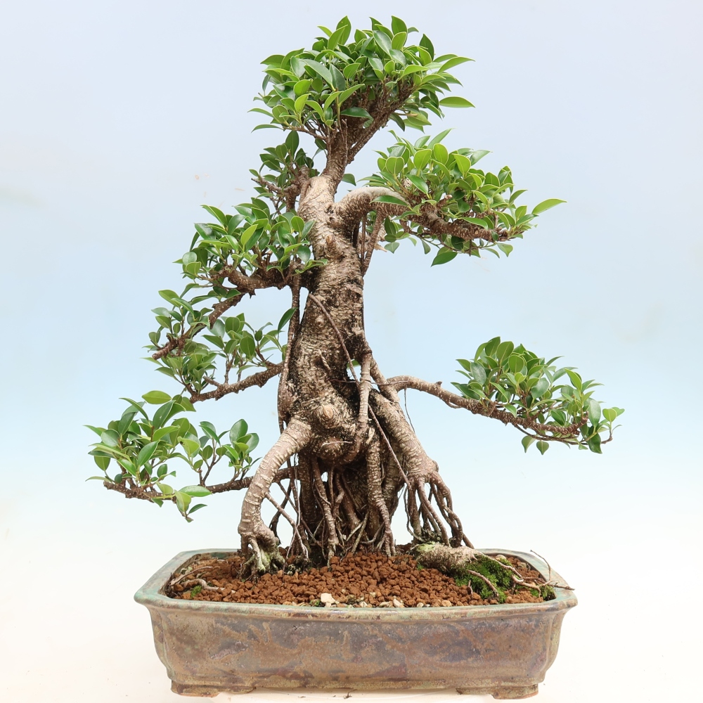 Szobai bonsai - Ficus kimmen - kislevelű fikusz