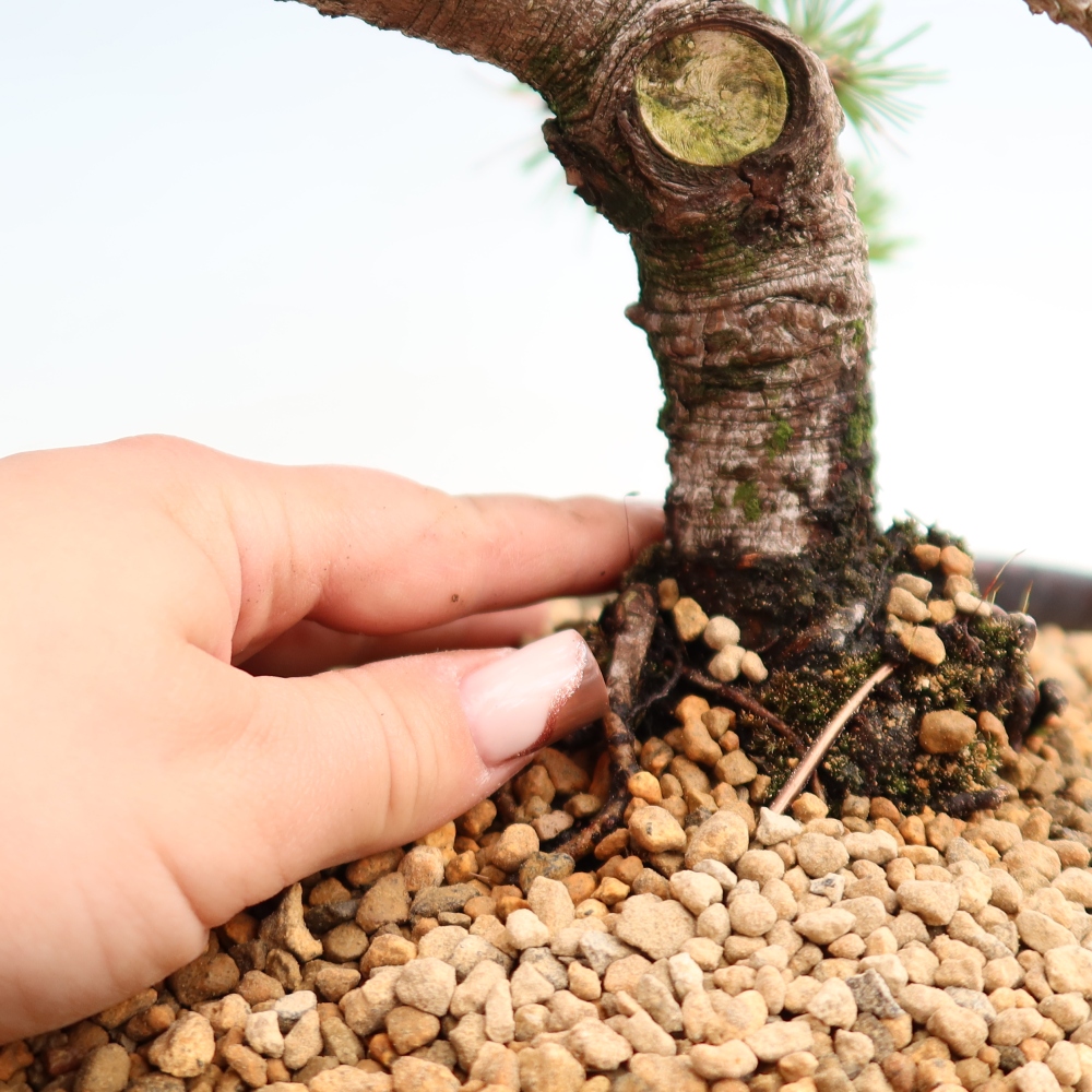 Kültéri bonsai – Pinus mugo Humpy – Törpefenyő