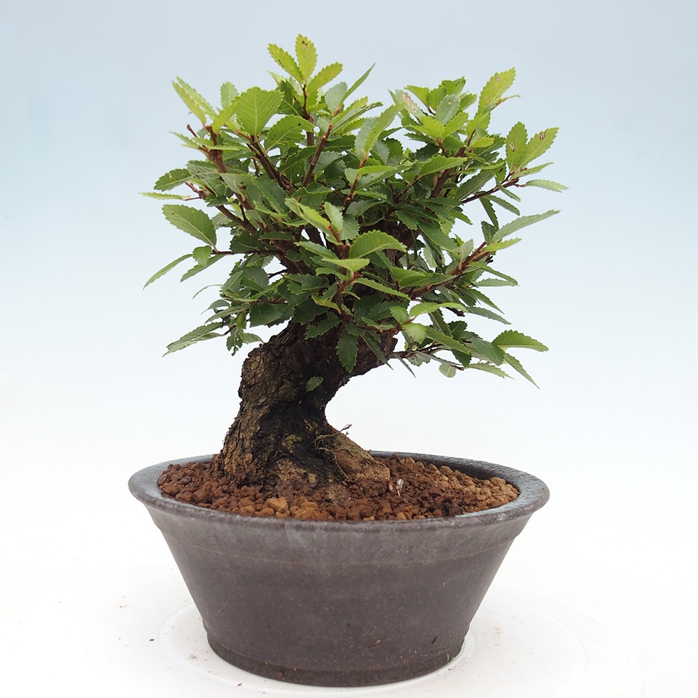 Kültéri bonsai - Zelkova - Zelkova NIRE