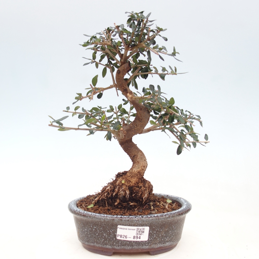 Beltéri bonsai - Olea europaea sylvestris