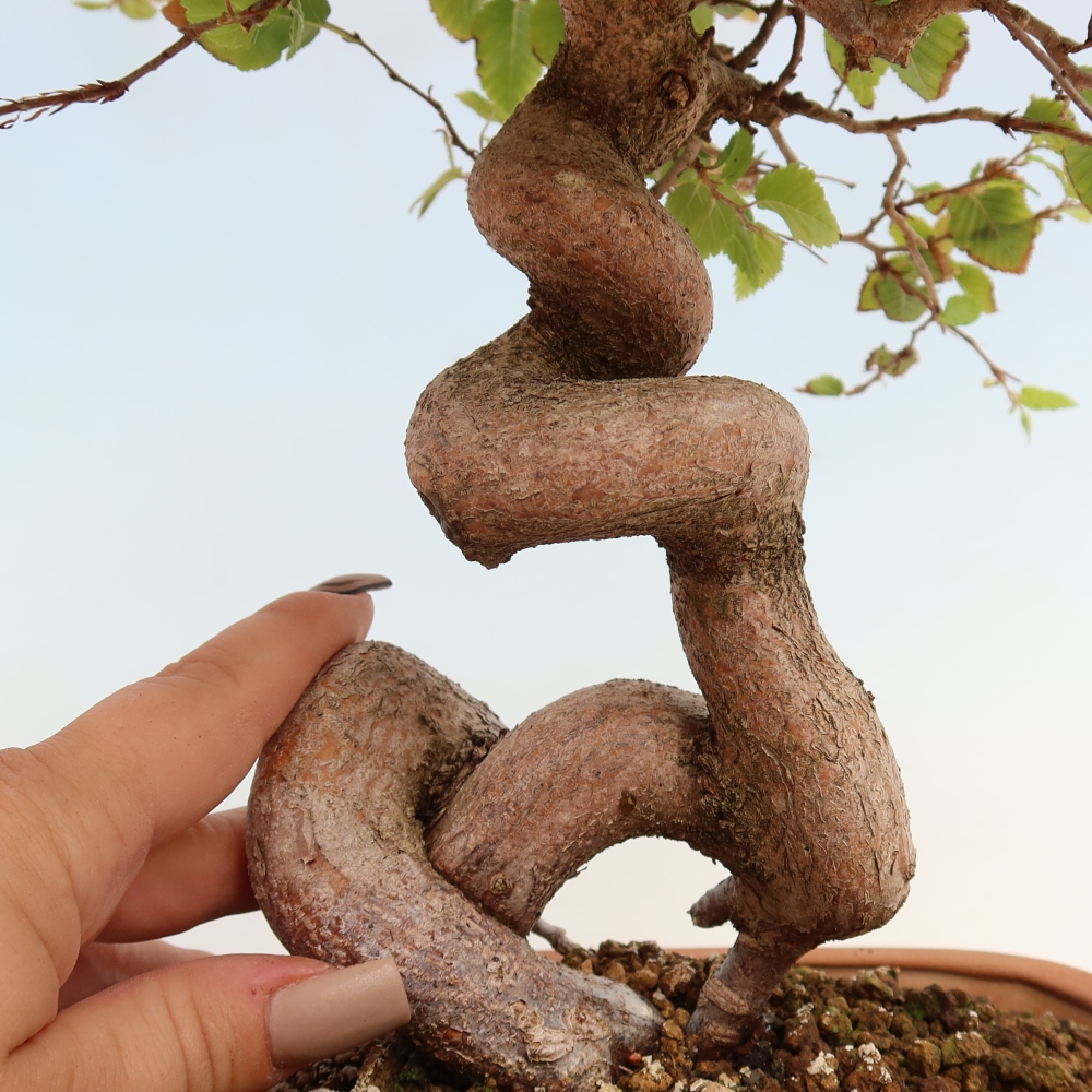 Kültéri bonsai -Carpinus CARPINOIDES - Koreai gyertyánfa