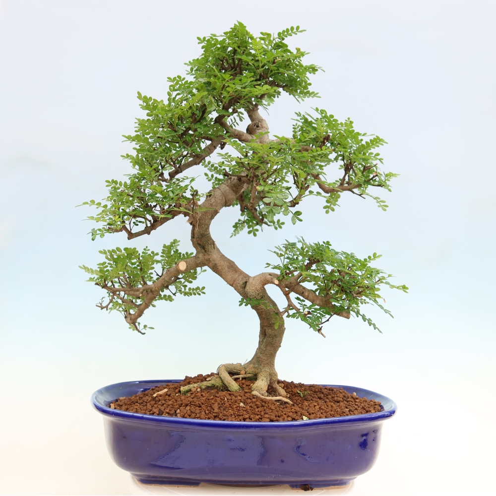 Szobai bonsai - Zantoxylum piperitum - borsfa