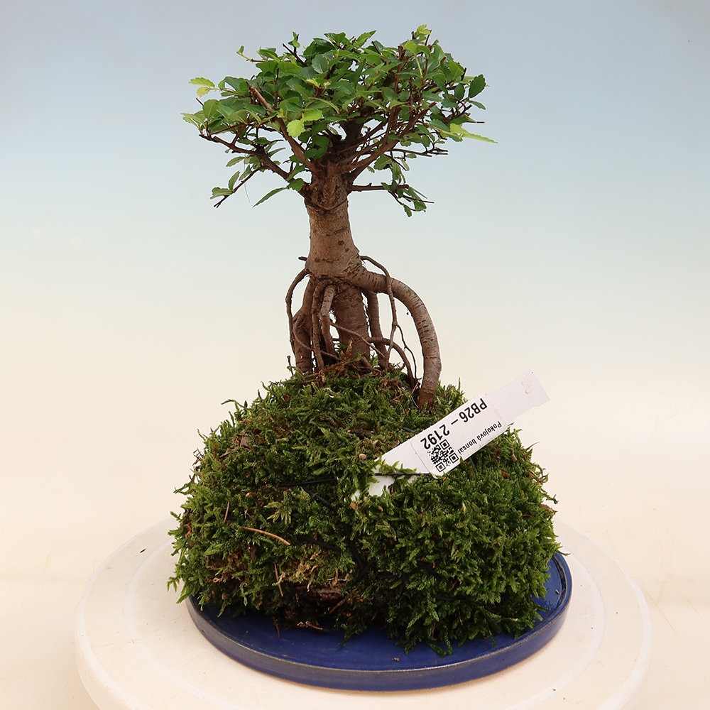 Kokedama alátéttel – Ulmus parvifolia – kicsilevelű szil